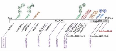 Expanding Clinical Presentations Due to Variations in THOC2 mRNA Nuclear Export Factor